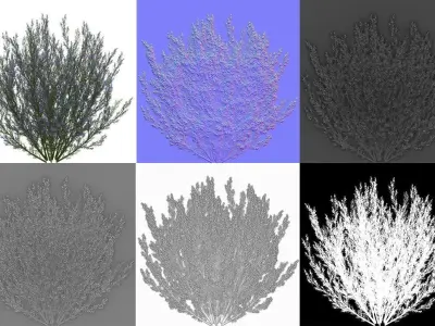Shrub Rosmarinus 2 Low-poly 3D model
