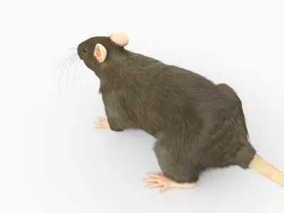  Rat Body Skeleton and Organs Static 