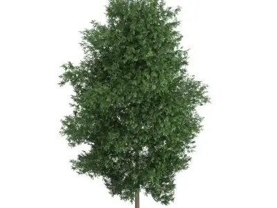 Large-leaved Lime Tree Tilia platyphyllos 3D model