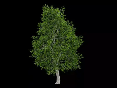 Realistic Tree Low-poly 3D model
