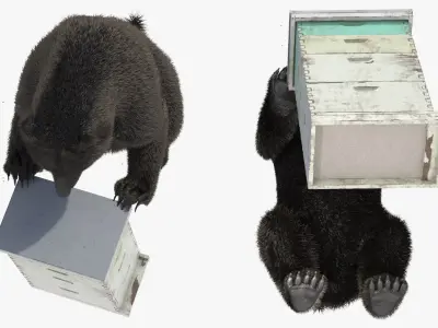  Dark Brown Bear Raiding Beehive Fur 