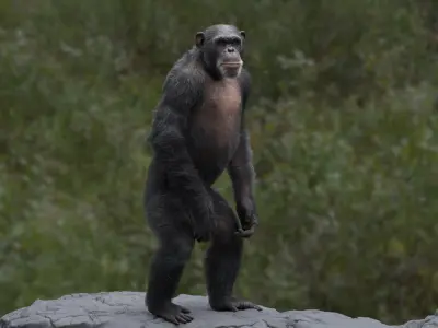  Chimpanzee RIGGED 