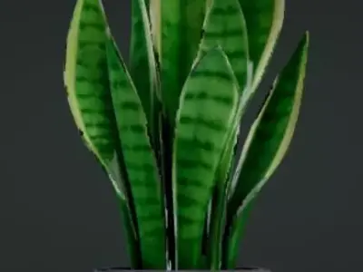 Snake plant 3D model
