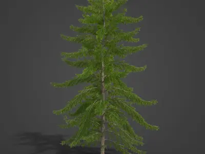 2021 PBR European Larch Collection - Larix Decidua  3D model