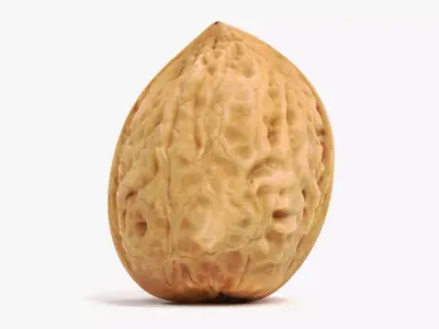 Walnut Shell - Realistic Whole Nut 3D model