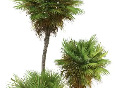 Palm trees 01 3D model