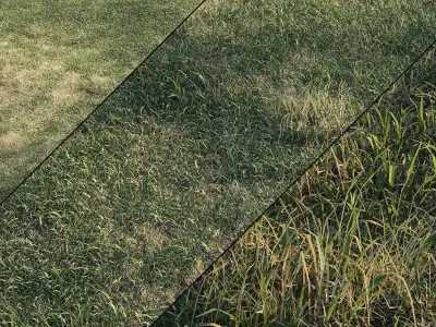 Meadow grass 3D model