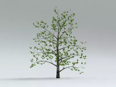 laos Montpellier Maple 3D model