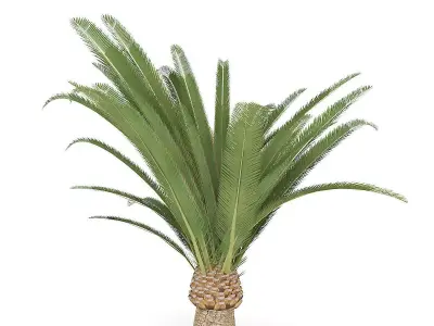 Pineapple Palm 3D model