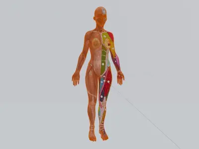 Female Anatomy 3D model
