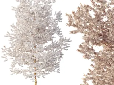 AV Plants Mountain Pine Needles Mugo Pinus Swiss 3D model