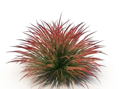 Cherry sparkler fountain grass 3D model