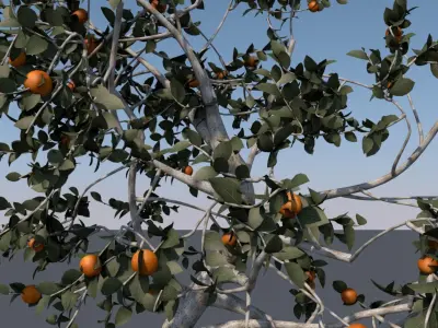 Wood orange 3D model