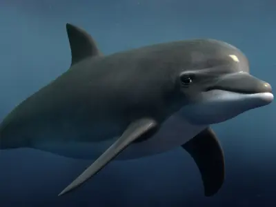  Dolphin Bottlenose Rigged 