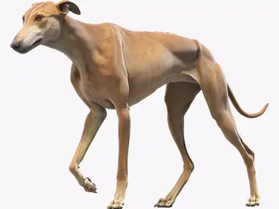 Greyhound Brown Animated 3D model