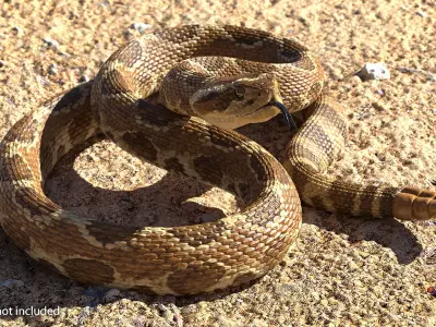  Rattlesnake Rigged for Cinema 4D 