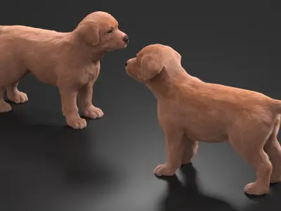  Brown Labrador Retriever Puppy Fur for Cinema 4D 