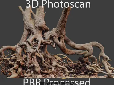 Oak Root Trunk Collection PBR Scan 3D Model Pack