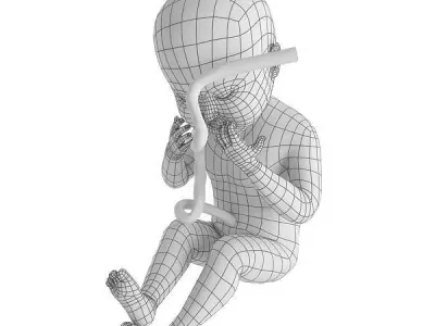 human fetus Low-poly 3D model