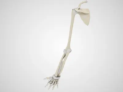 Upper Limb Skeleton 3D model