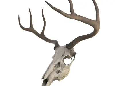 Deer Skull Low-poly 3D model