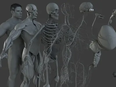 Ultimate Male Anatomy Project 3D model