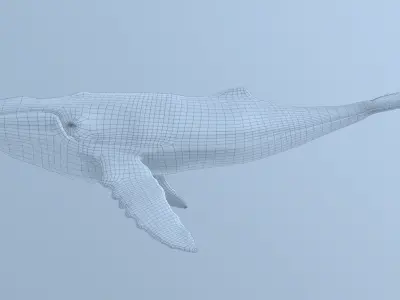  Megaptera novaeangliae [RIGGED] 