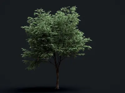 Tree Pack  Low-poly 3D model