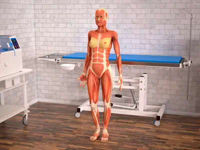  Female Full Body Anatomy Muscles Rigged 