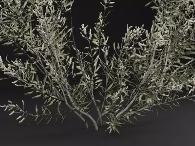 Gossypium Thurberi Plant 3D model
