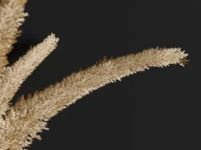 pampas grass 3D model