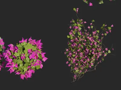Bougainvillea Flowers and Bushes vol 1 3D model