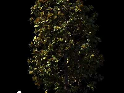 Magnolia L 4 models 3D model