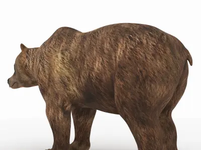 Bear 5 grizzly 3D model