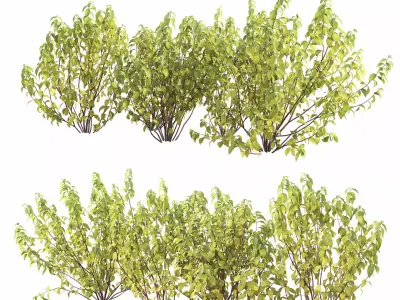 Cornus Flaviramea 01 3D model
