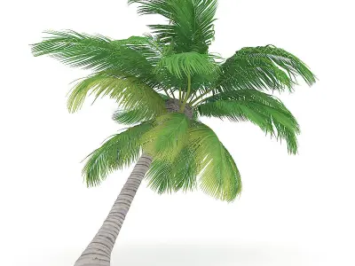 Sloping Palm Tree 3D model