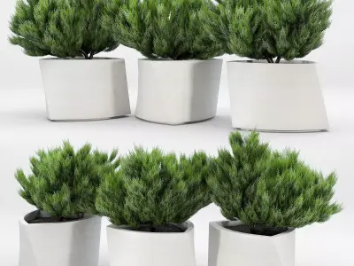 BILBAO Thuja 3D model