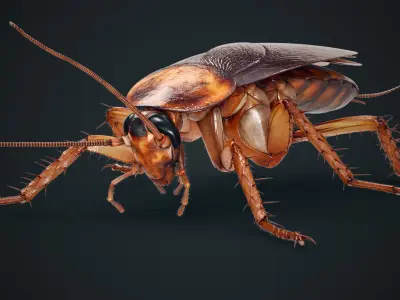  Cockroach American Animated (FUR) 