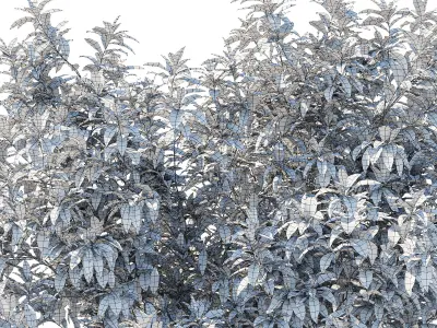 Pieris Floribunda bush 02 3D model