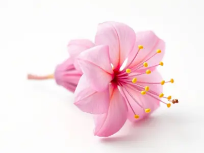 Lonicera Pink Botanical Representation model pack Low-poly 3D model