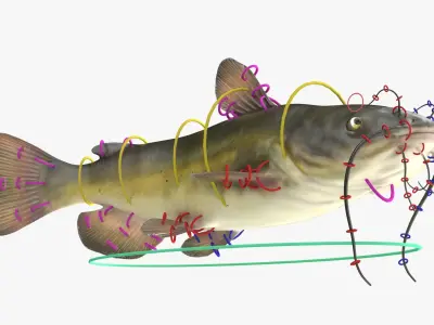  Freshwater Fish Rigged Collection 3 