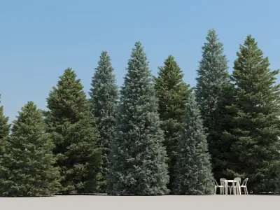  10 Christmas Trees with snow 