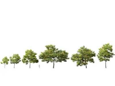 E5 Wind Plants - Bulnesia arborea - verawood Low-poly 3D model