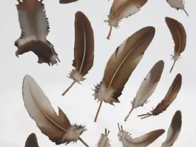 Feathers 3D Model 3D model