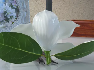  Hybrid Orchid Vanilla with Vanilla Sticks 