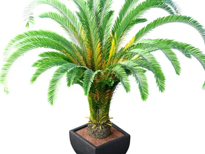 Decorative tall Evergreen Cycas Palm Tree in modern outdoor vase 3D model