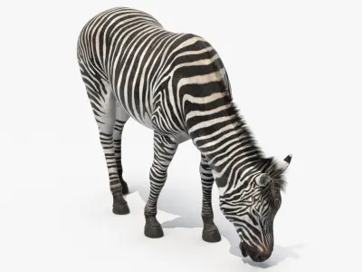  Plains Zebra Eating Fur 