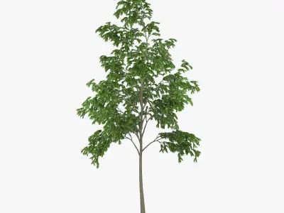 Street Tree 01 3D model