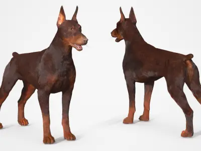  Brown Doberman Pinscher Fur for Maya Rigged 