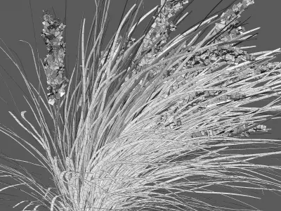 Lomandra Longifolia Nyalla - Mat Rush 02 3D model